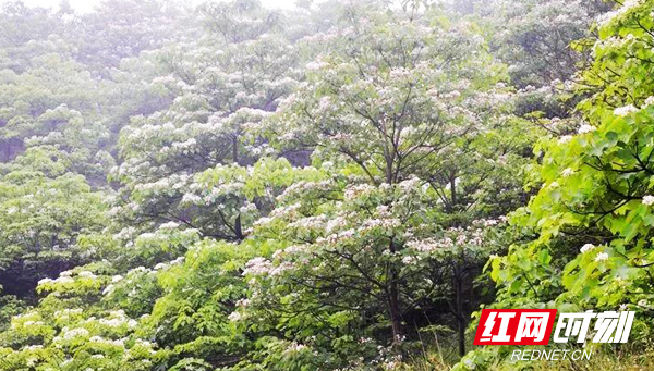 耒阳:因地制宜 穷山村马形村走出产业致富新路子