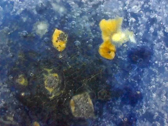 156、瓷器微观典型特征