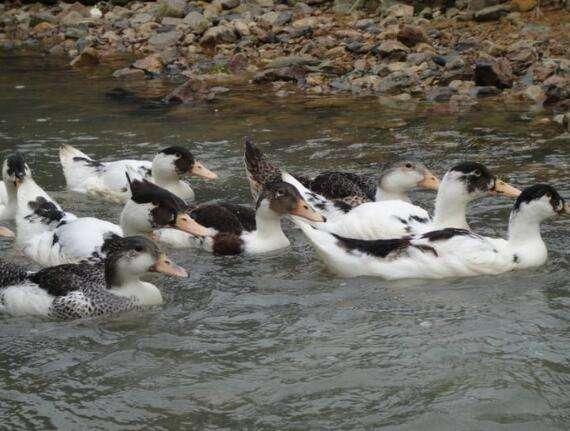 养鹅必备小手册,初养者的经验速成法,品种选择要慎重,已入手