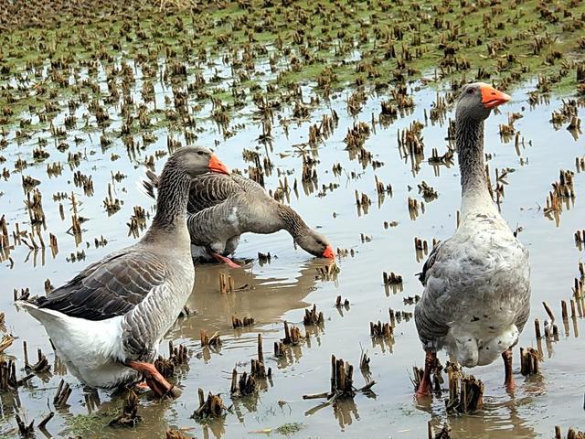 养鹅必备小手册,初养者的经验速成法,品种选择要慎重,已入手