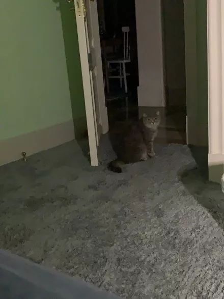 不养猫，你都不知道自己有多卑微 !