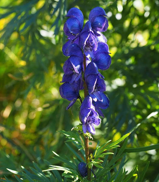 2270d8c8697941dfa45a65da753539d4.jpg 2270d8c8697941dfa45a65da753539d4.jpg