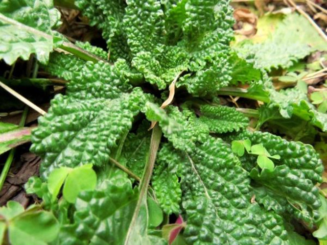 农村长相极丑的蛤蟆草又叫雪见草,还可以活血止咳消炎