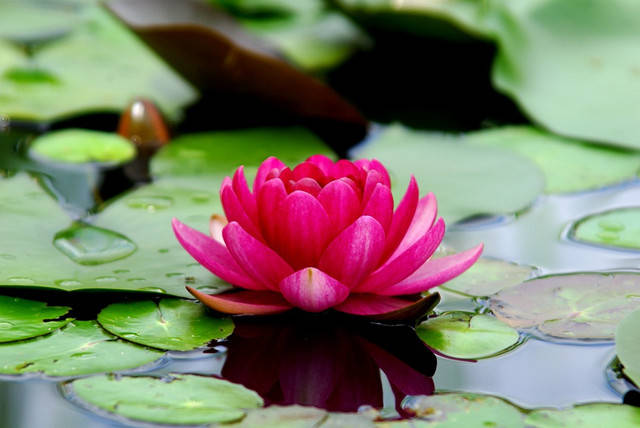 曼殊沙华就是红莲花,摩诃曼殊沙华也就是 大红莲花.