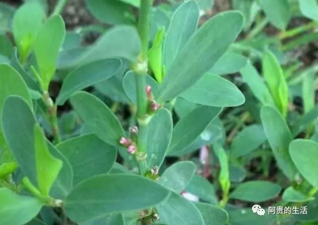 农村路旁常见的猪牙草治痔疮杀虫效果好但牲畜吃了会中毒