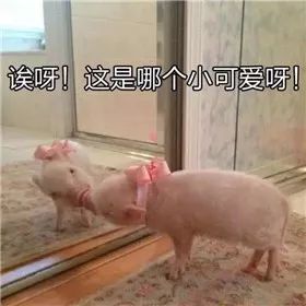 做一只小香猪 这世间的纷纷扰扰,仿佛都与它无关 别人家的表情包网红
