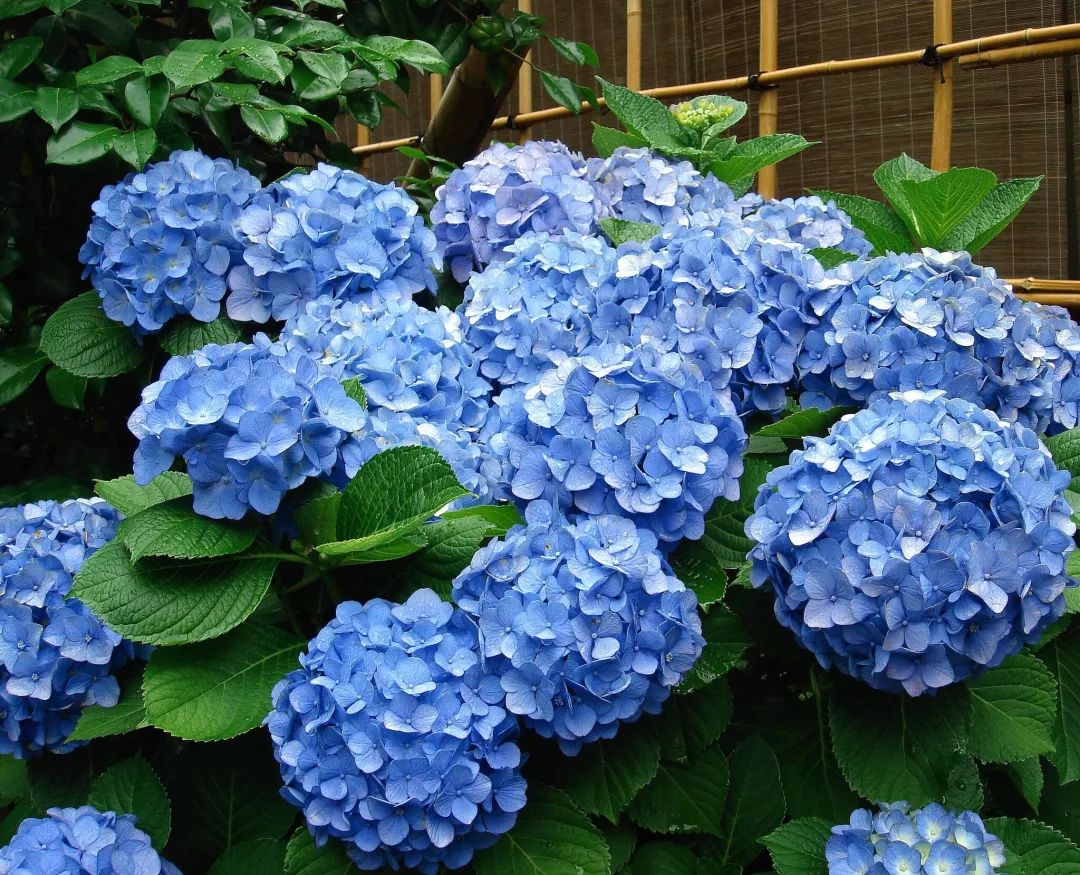 养过绣球的人,随口都可以说出"酸性土壤的绣球花呈蓝色系,碱性土壤的