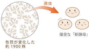 寻酒之旅 |没有两瓶味道一样的清酒,这3款一定值得你尝(下篇)