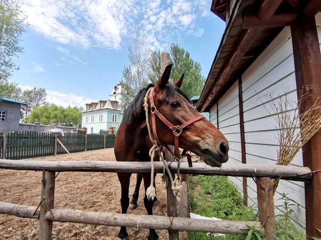 哈尔滨伏尔加庄园夏日风情,异国情调中的清凉假期