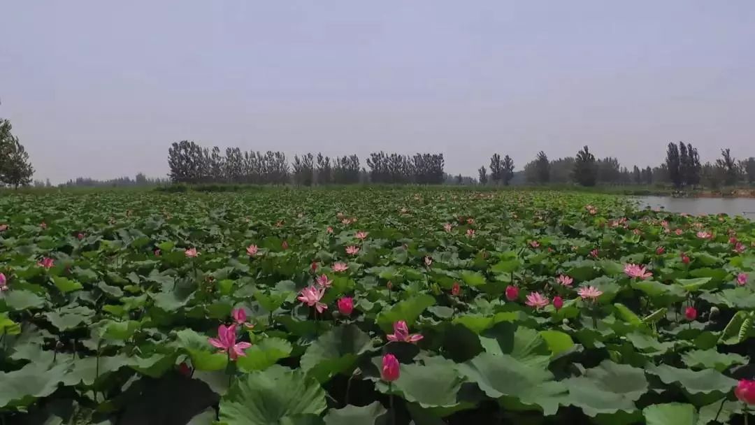 也在黄河故道开辟出一湖碧水,并改造成任庄,林七,龙泽湖三个水库