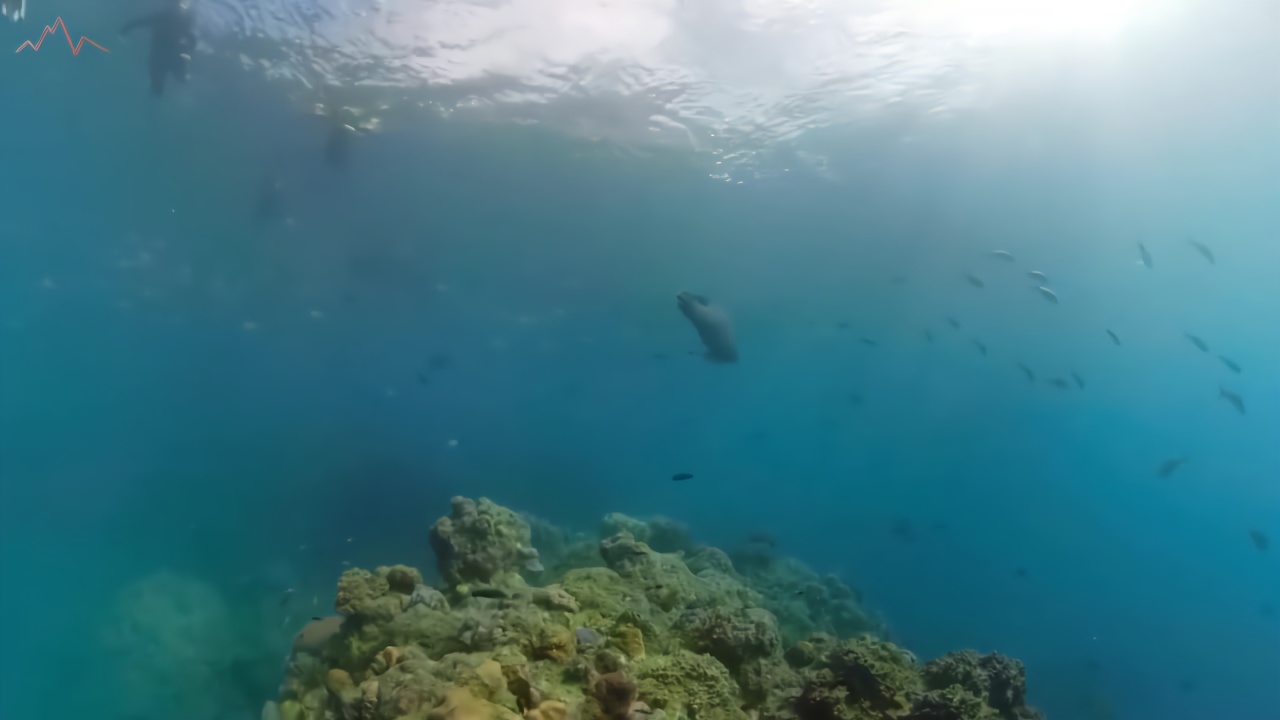 gopro奖项:平静安宁的大堡礁,正在消失