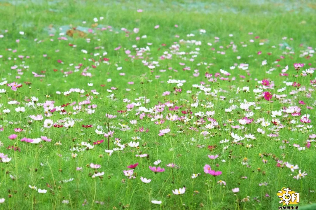 漫山遍野的 格桑花