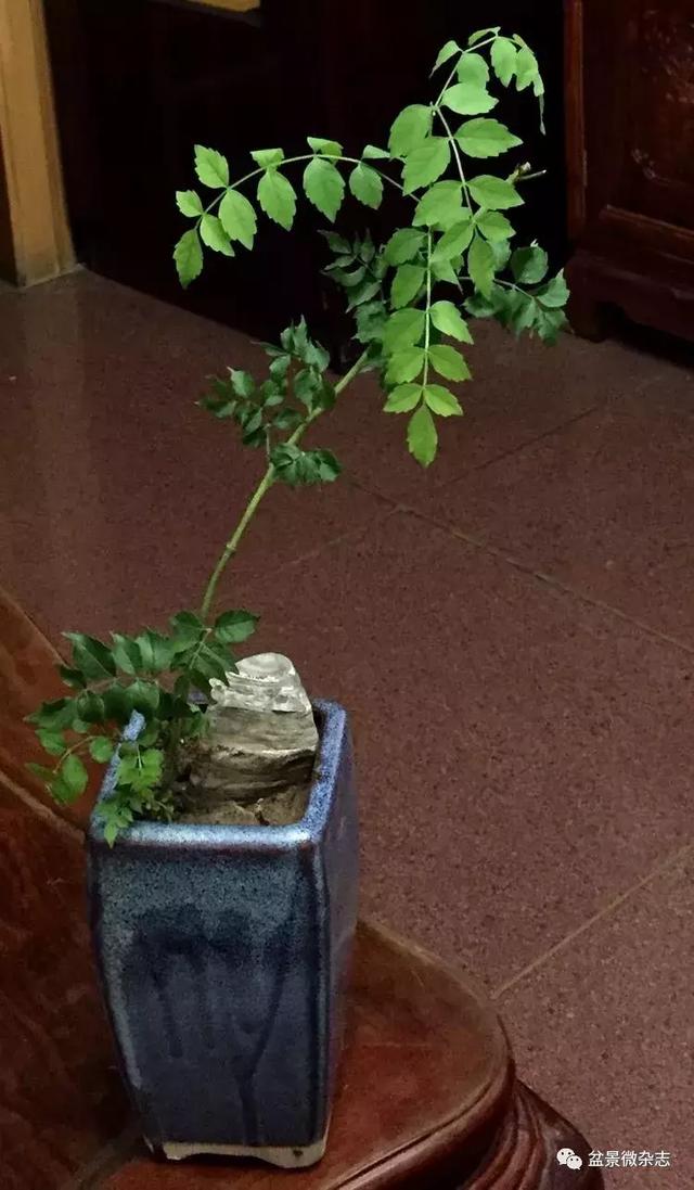 「盆景万象」新颖的小盆栽