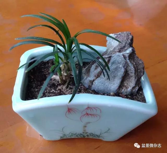 「盆景万象」新颖的小盆栽
