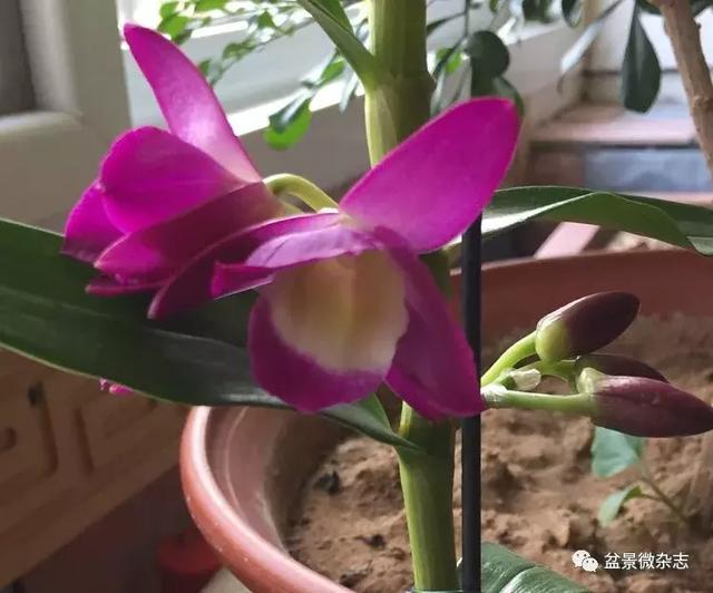 「盆景万象」新颖的小盆栽
