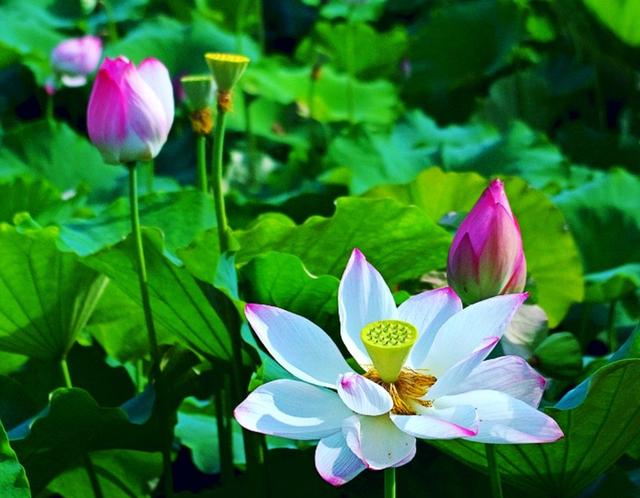 摄影创作善于安排画面的趣味中心,瞬间抓住观者的心