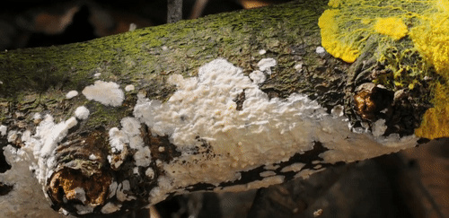 潮科技 | 人类花百年规划设计的铁路网，这些无脑生物26小时就搞定了