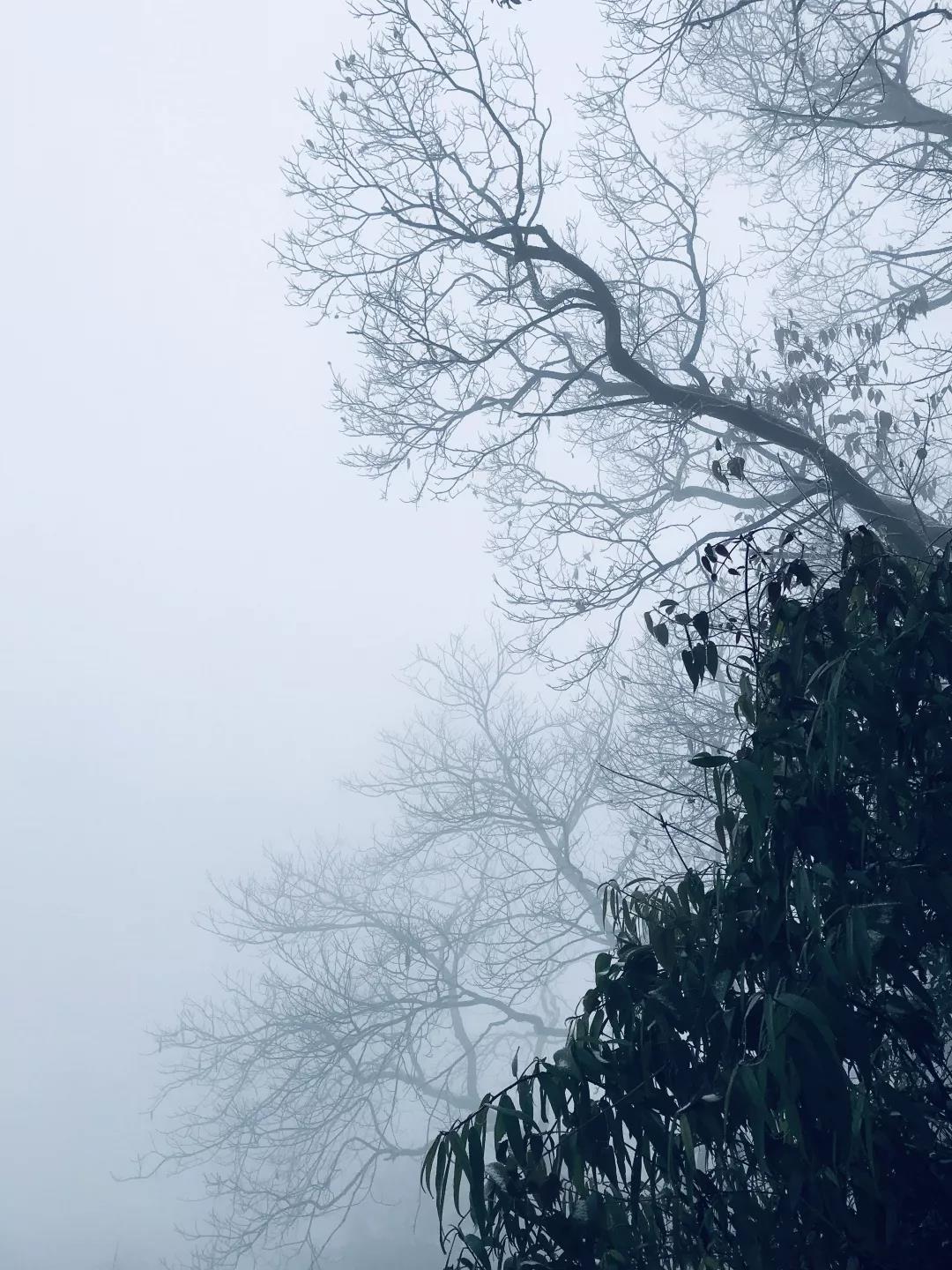 乱逛 如果下雪，我就想跑进青城山的迷雾