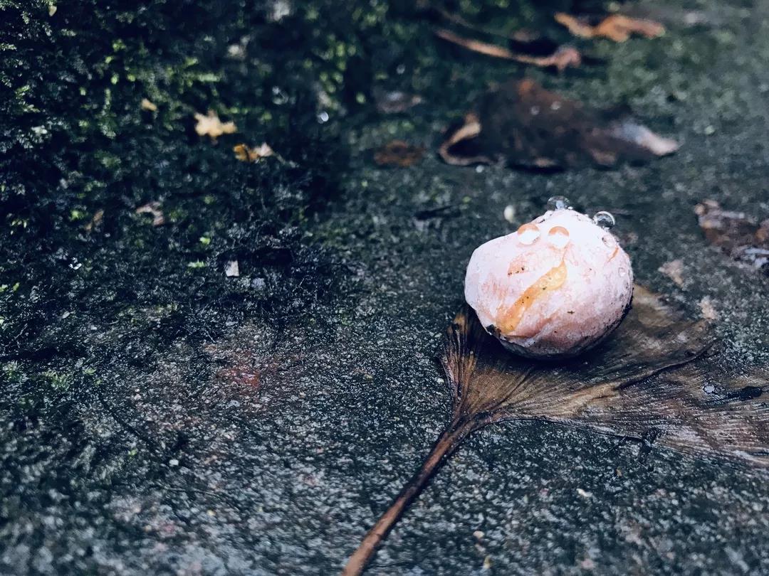 乱逛 如果下雪，我就想跑进青城山的迷雾