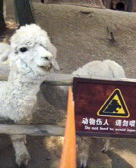 原谅我看到小哥第三个表情后,没忍住,还是笑了?