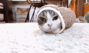 在很多铲屎官眼中,人都冷到不行,动物就更瑟瑟发抖了,所以很多铲屎官