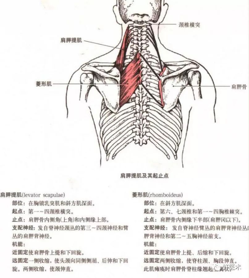 呈梭形,起端有两个头,长头以长腱起自肩胛骨盂上结节,通过肩关节囊