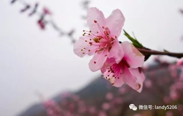 一看就会（桃花图片）最美桃花100张图片 第1张