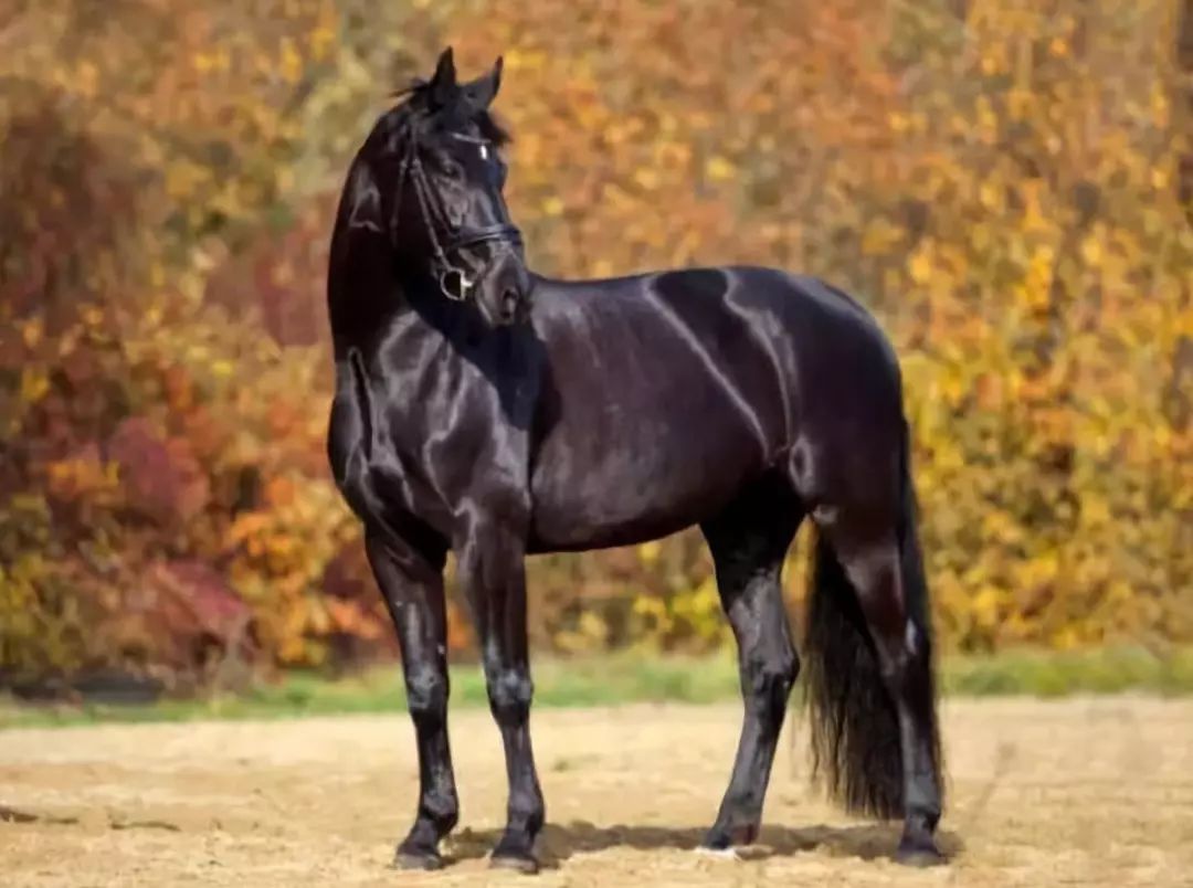 世界上13种最英俊的马