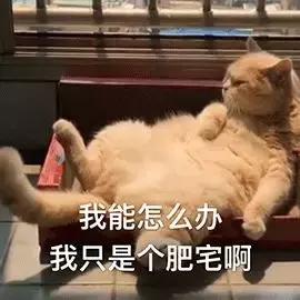 有了它，你的2019会宅的更开心！