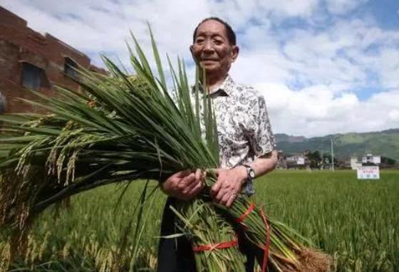 华为再秀一把，与袁隆平达成合作，使用技术将改良1亿亩盐碱地