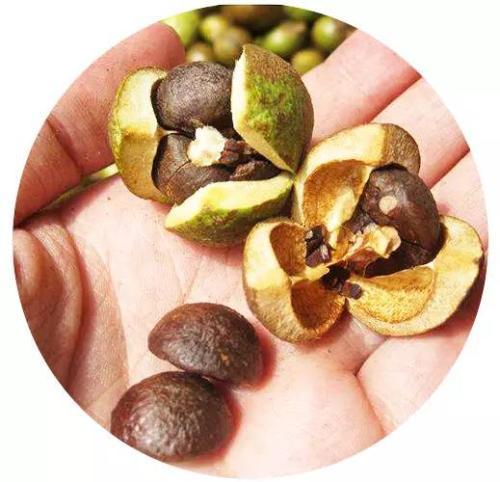 知否知否,油茶全身都是宝!