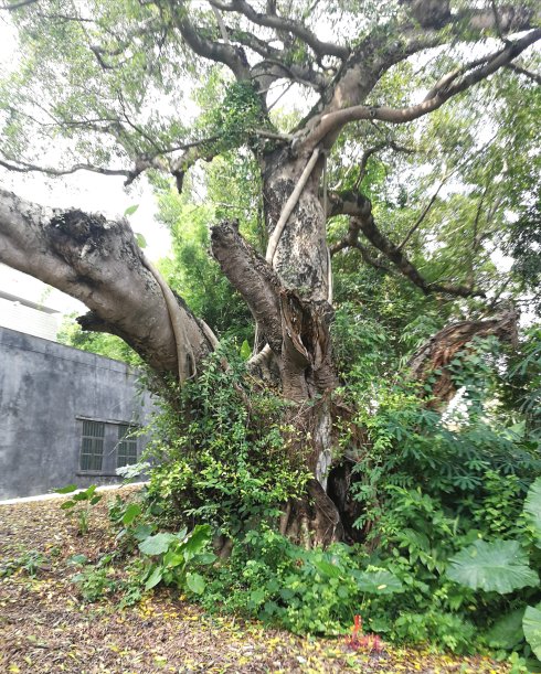 罗定市上宁村格木桥村梁氏始祖及发源地