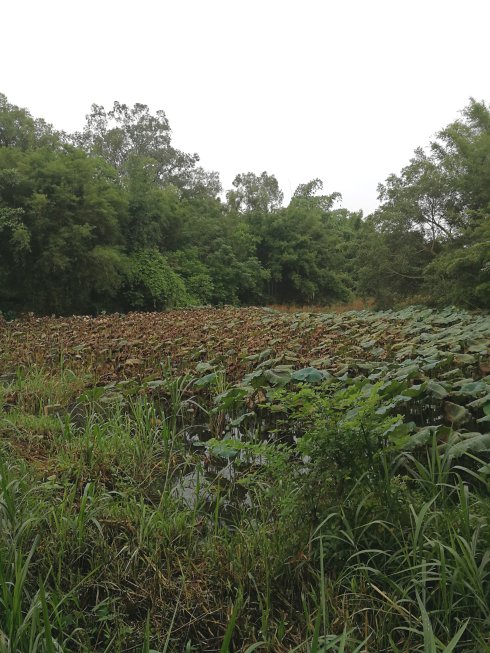 罗定市上宁村格木桥村梁氏始祖及发源地
