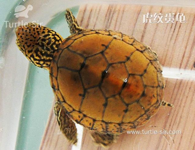 常见宠物龟智商排名,你家龟龟排第几?「龟谷鳖老」
