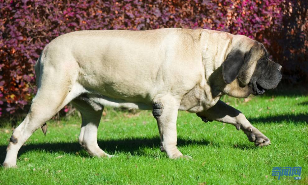 世界上最大的狗都有哪些?爱尔兰猎狼犬甚至可以扑杀野狼
