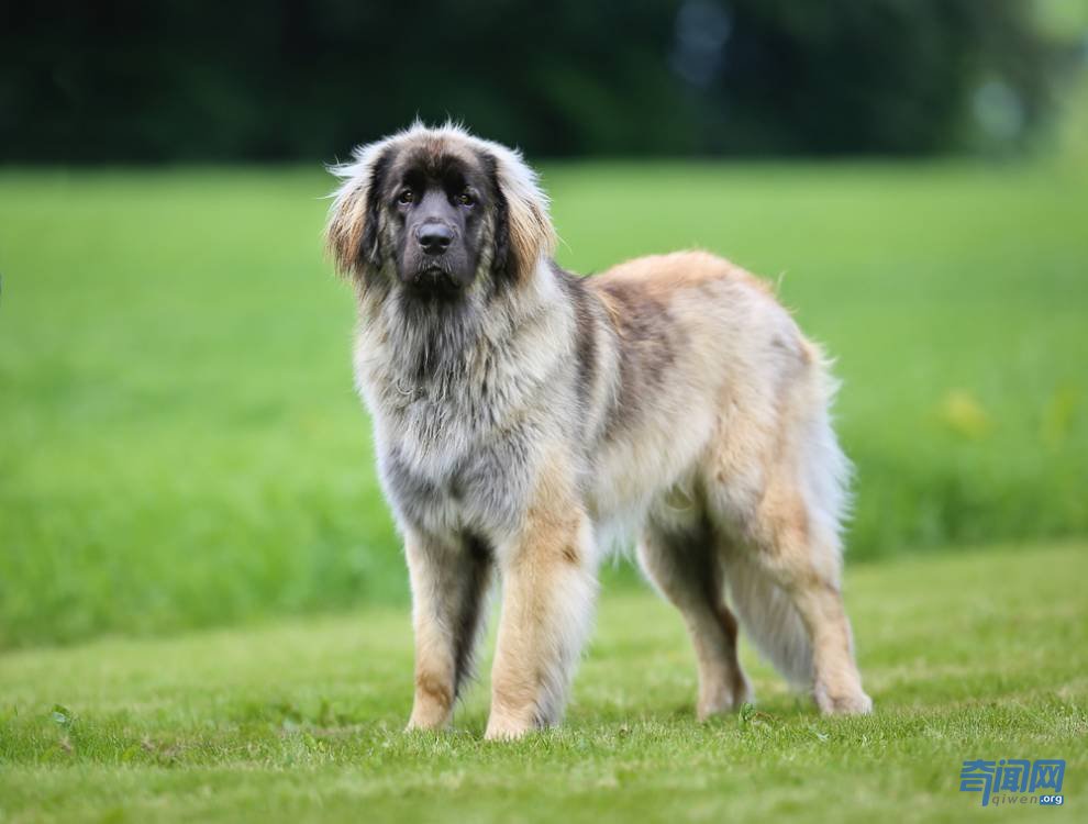 世界上最大的狗都有哪些?爱尔兰猎狼犬甚至可以扑杀野狼