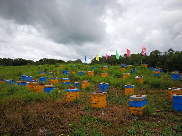 养蜂基础知识|蜂群的近距离迁移