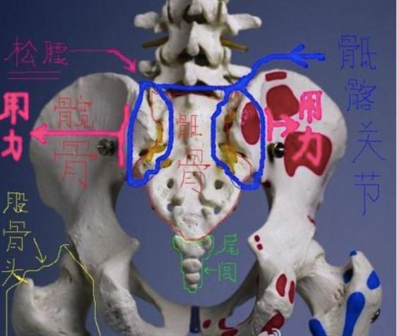 关于开胯与松骶骨方法的答疑,胯开不开,与能否劈叉没有关系.