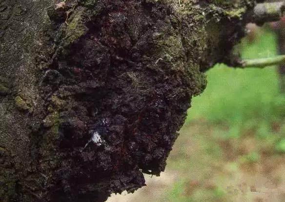 蜜桃栽培技术 病虫害防治