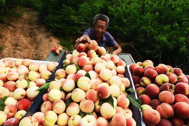 蜜桃栽培技术 病虫害防治