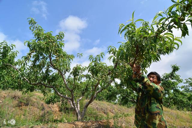 蜜桃栽培技术 病虫害防治