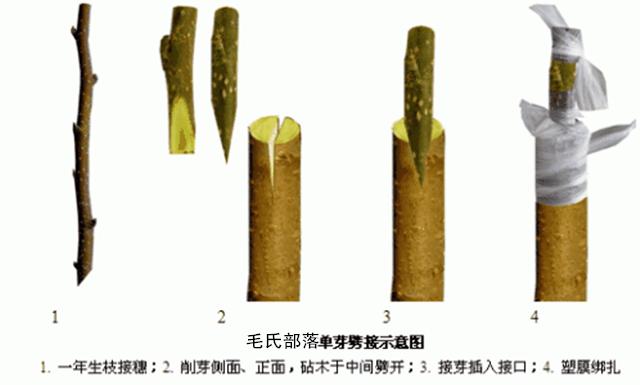 果树高级栽培技术 嫁接大全