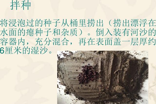 果头领 果树育苗 种子催芽方法之层积催芽