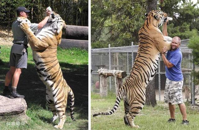 人和动物的肌肉有何不同，为什么狮虎的力气那么大？