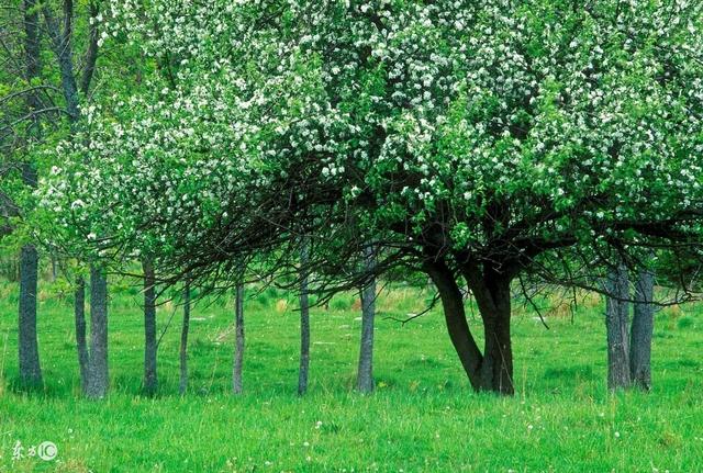 果树建园 生态果园的建设和模式