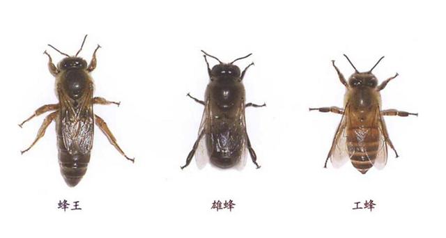 蜂头领 蜜蜂的生活习性