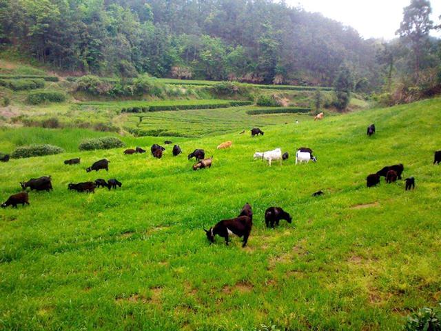果树建园 生态果园的建设和模式
