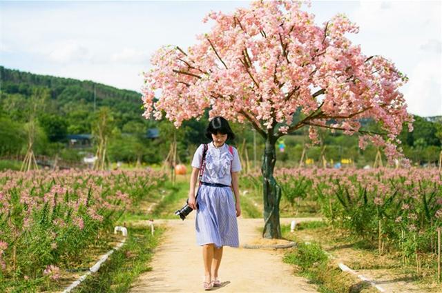果树建园 生态果园的建设和模式