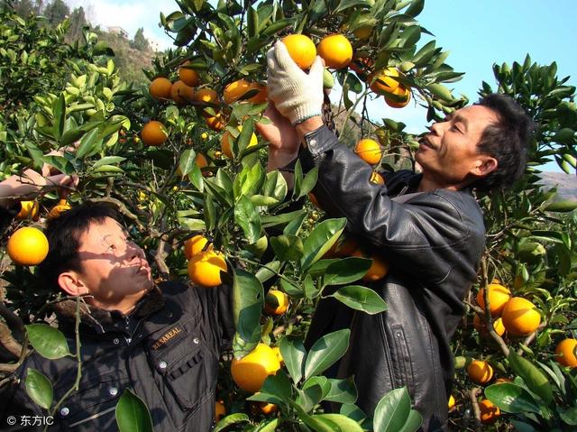 脐橙为啥会发生灼伤和裂果,出现这些问题怎么办?可以这样来预防