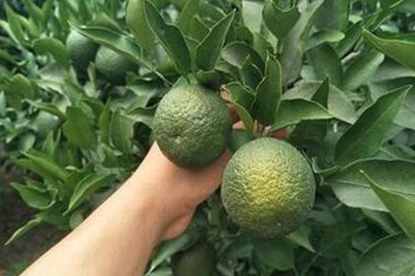 脐橙为啥会发生灼伤和裂果,出现这些问题怎么办?可以这样来预防